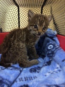 baby bobcat being rehabbed