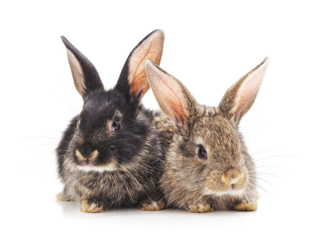 rabbit vet clinic