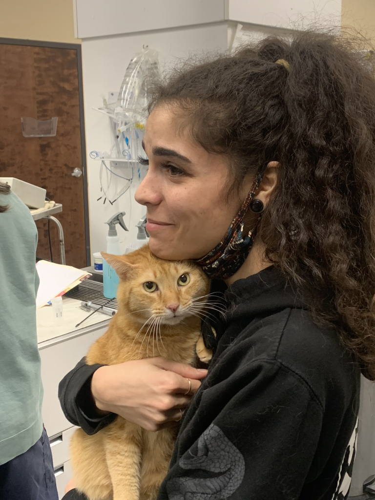 Cat Vet Clinic Cat Hospital Windward Animal Hospital