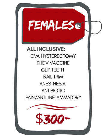 Female Rabbit Spay Pricing