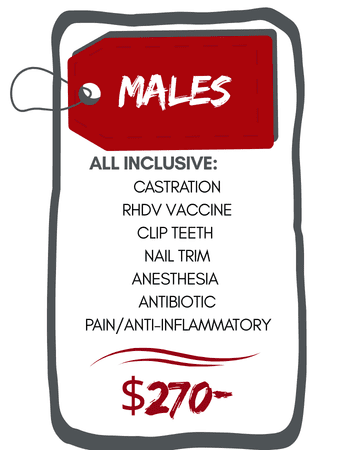 Male Rabbit Neuter Pricing